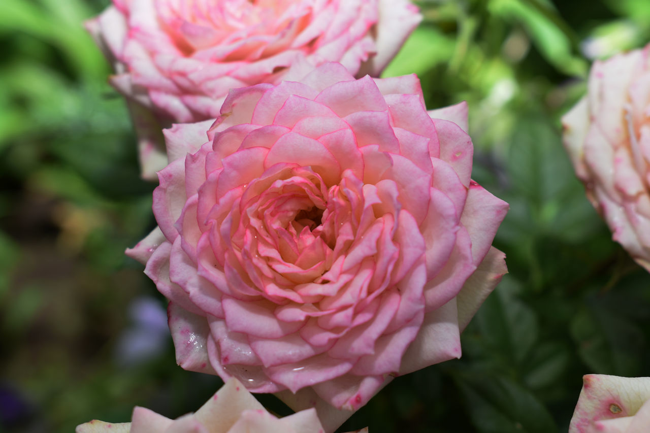 CLOSE-UP OF PINK ROSE IN BLOOM