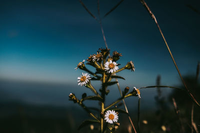 Low angle view of flowering plant against sky