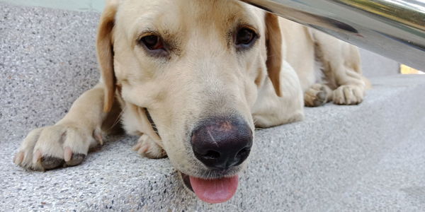 Close-up portrait of a dog