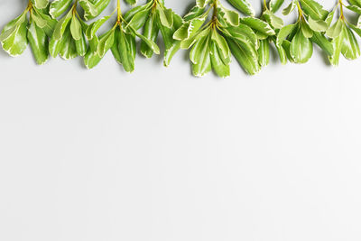 Close-up of plant against white background