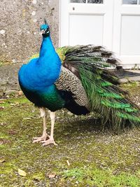 Peacock in a field