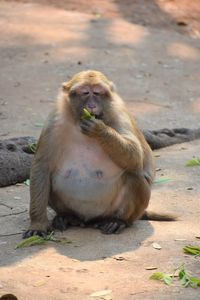 Close-up of monkey in monkey cave, chiang rai, thailand