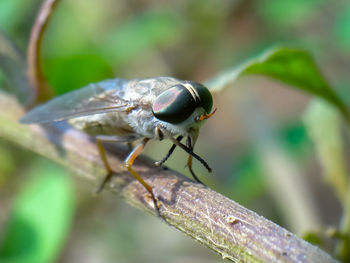 Close-up of insect on leaf