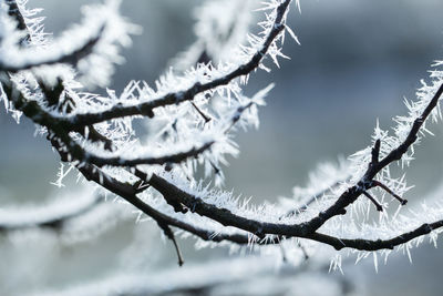 Close-up of frozen plant during winter