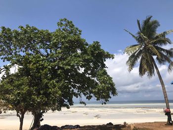 Palm trees on beach against sky