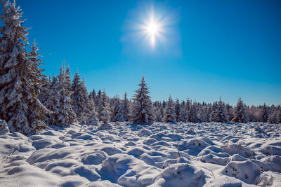 Scenic view of snow covered trees against sky
