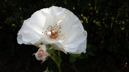 Close-up of white rose