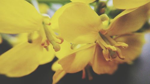 Close-up of yellow flower