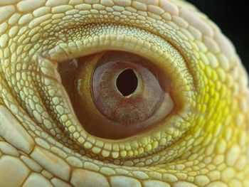 Close-up of a lizard