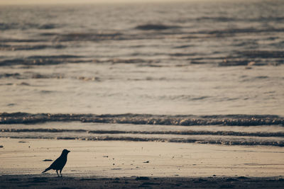 View of bird on beach