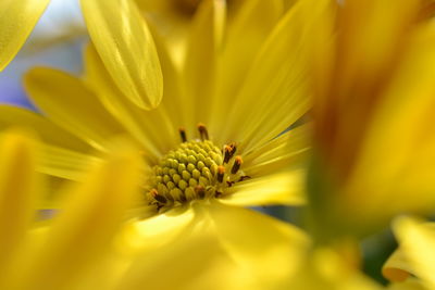 Close-up of insect on yellow flower