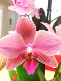 Close-up of pink flower blooming outdoors