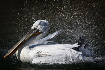 Close-up of pelican shaking off water while swimming in lake