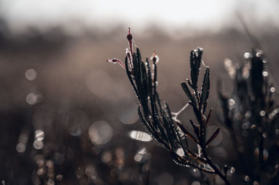 Close-up of wet plants during autumn