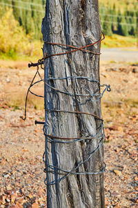 Close-up of barbed wire on tree trunk