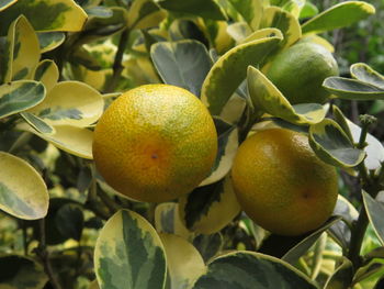 Close-up of fruits on tree