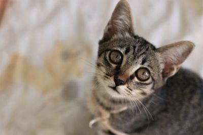 Close-up portrait of a cat
