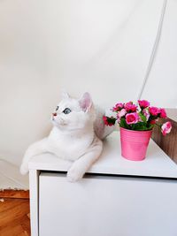 Cat sitting on wall