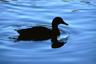 Black swan swimming in lake