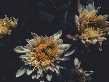 Close-up of yellow flowering plant