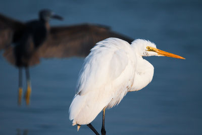 Close-up of a bird against lake