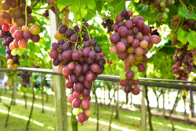 Close-up of grapes growing in vineyard