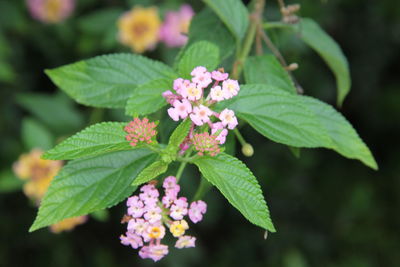 Close-up of pink flowering plant