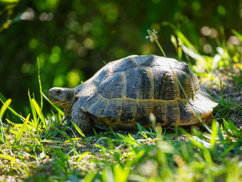 Close-up of a turtle on ground