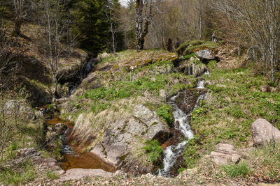 Stream flowing through rocks in forest