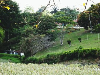 Trees on grassy field