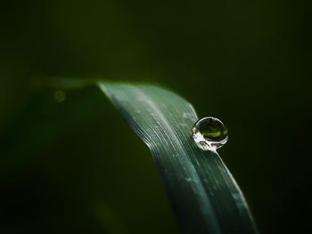 Close-up of raindrops on leaf