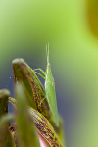 Close-up of insect on leaf