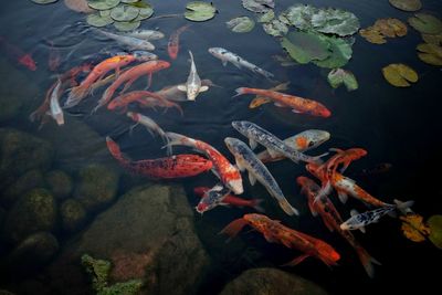 High angle view of koi carps swimming in pond