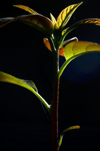 Close-up of plant at night