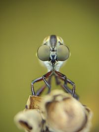 macro photography
