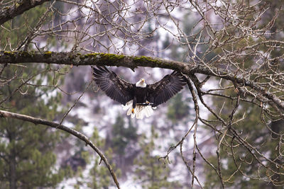 Low angle view of eagle flying