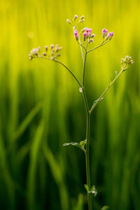 Close-up of flowering plant on field