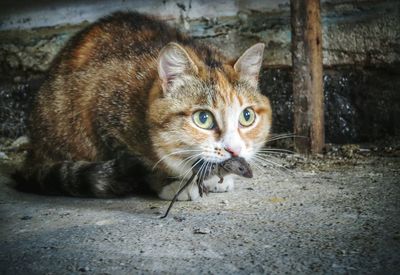 Close-up of a cat looking away