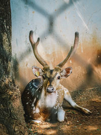 Close-up of deer against wall