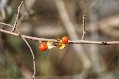 Close-up of berries growing on tree