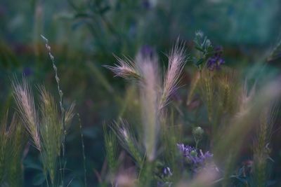 Close-up of purple flowering plant on field