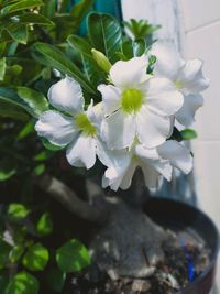 Close-up of white flowering plant