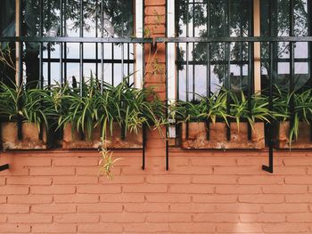 Ivy growing on brick wall