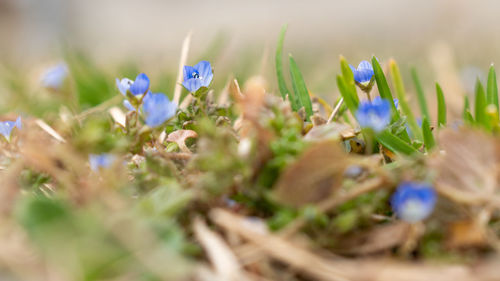 plant