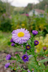 Close-up of purple flowering plants on field