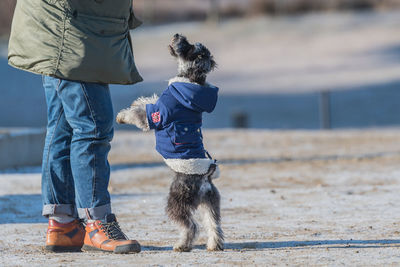 Low section of man with dog standing on beach