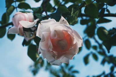 Close-up of pink rose on plant