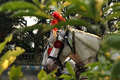 Close up of horses