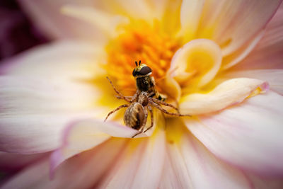 Close-up of insect on flower, spider catching insect