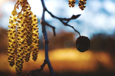 Close-up of plants growing on tree during sunset